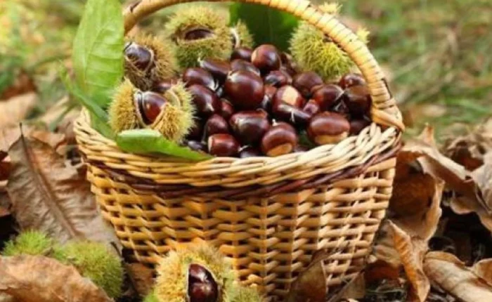 Excursion to Malevi Monastery and Chestnut Festival