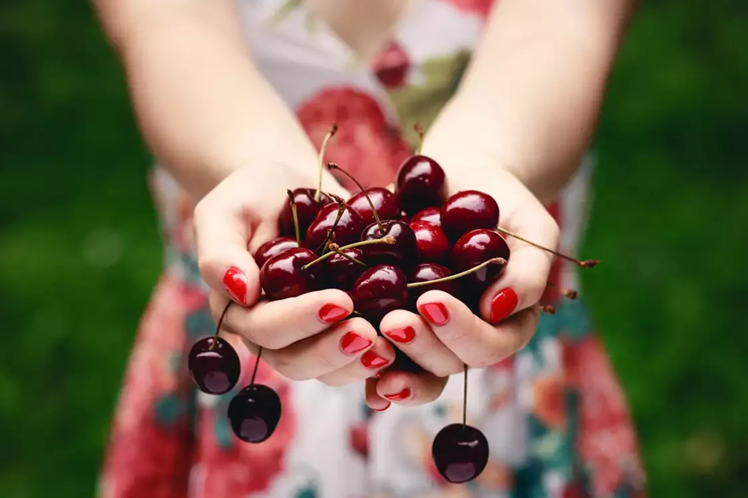 Excursion to Platanos Kynouria and Cherry Festival