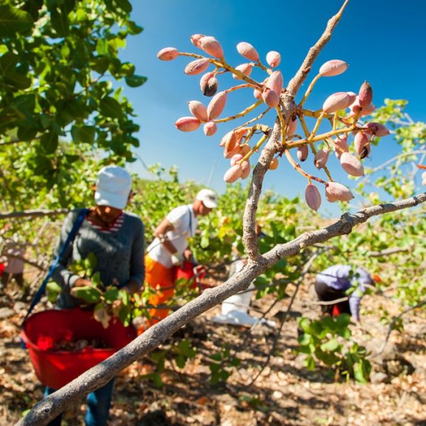 Excursione a una celebrazione di arachidi e aegina