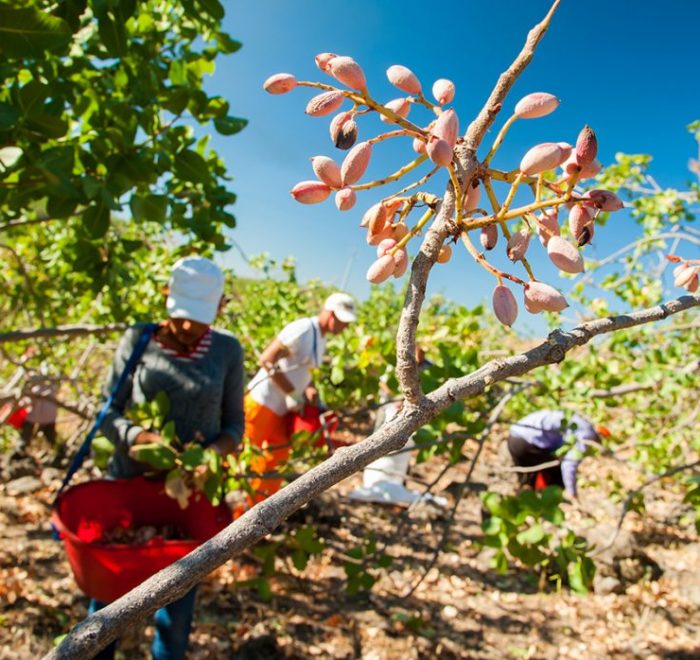 Excursion to a peanut and Aegina celebration