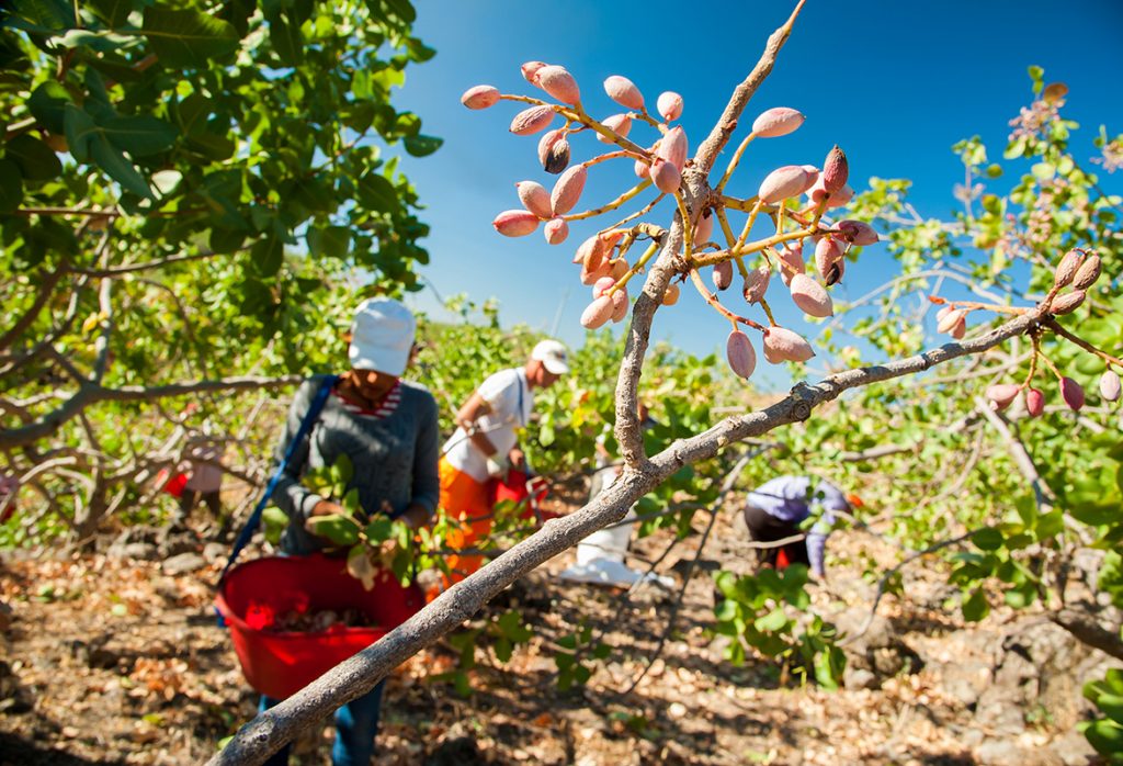 Excursion to a peanut and Aegina celebration