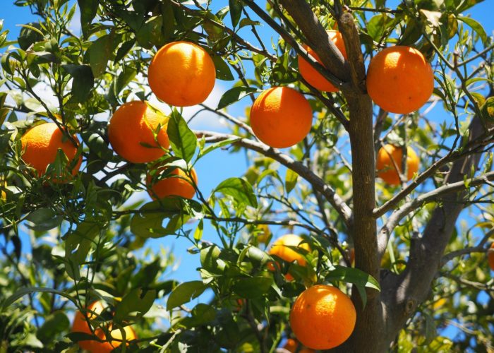Μονοήμερη Εκδρομή Νέα Επίδαυρος – Γιορτή Πορτοκαλιού